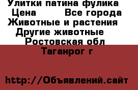 Улитки патина фулика › Цена ­ 10 - Все города Животные и растения » Другие животные   . Ростовская обл.,Таганрог г.